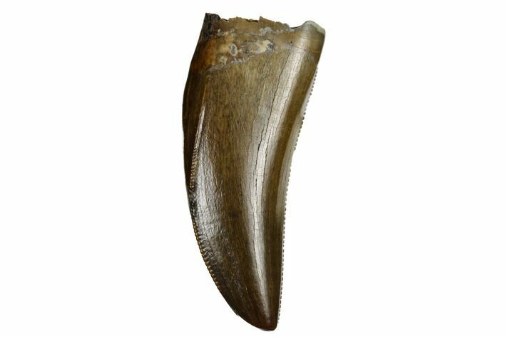 Serrated Tyrannosaur Tooth - Judith River Formation #184597